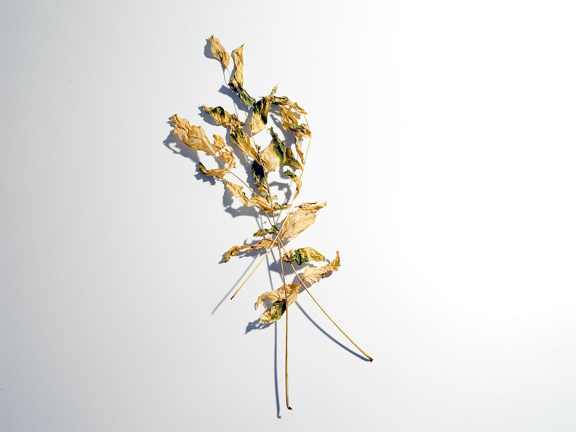 stilllife_test_Oct_7_0003